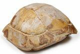 Colorful Fossil Tortoise (Stylemys) - South Dakota #263497-3